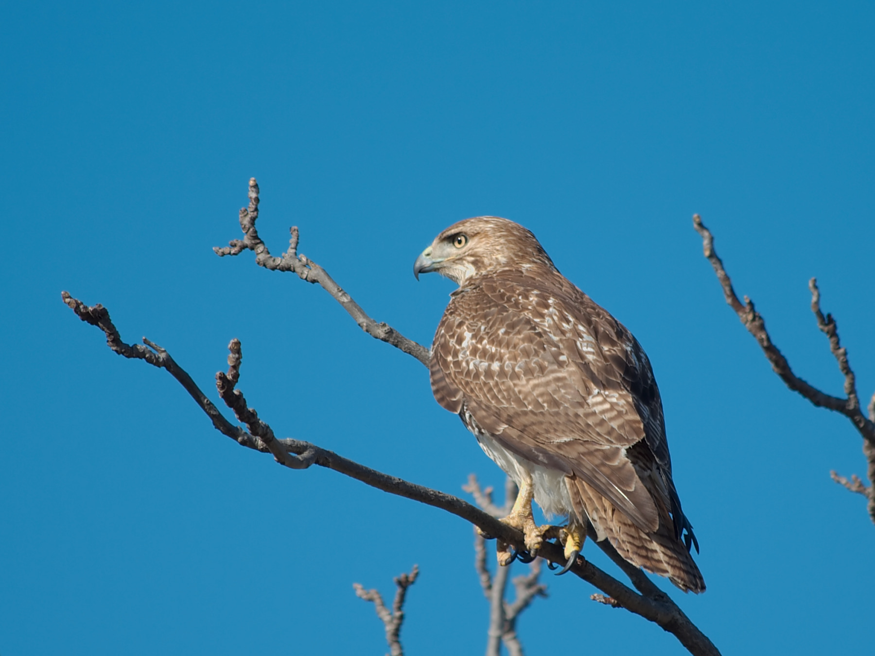 Hawk Spiritual Meaning - Hawk Symbolism