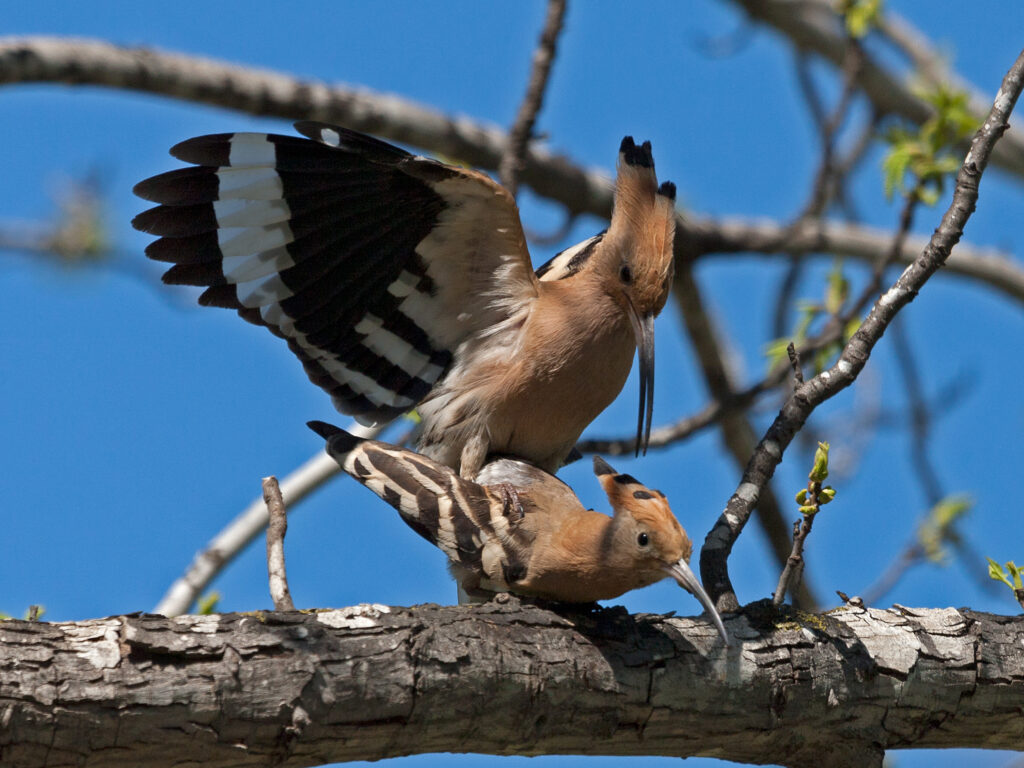 Bird Mating Behaviors