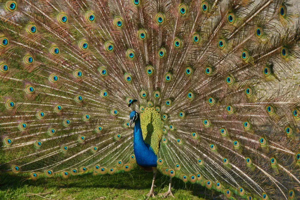 Indian Peafowl