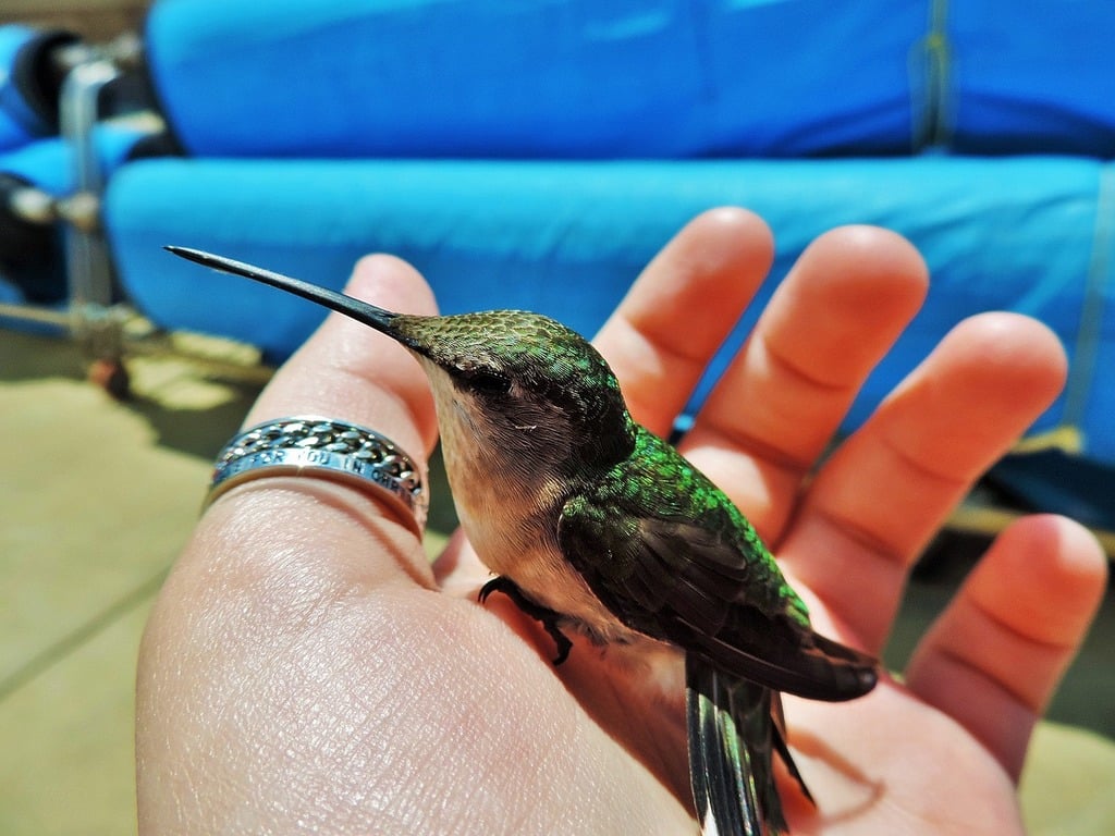 Meaning of Hummingbirds