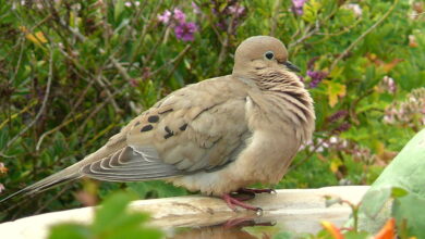 Mourning Dove Meaning