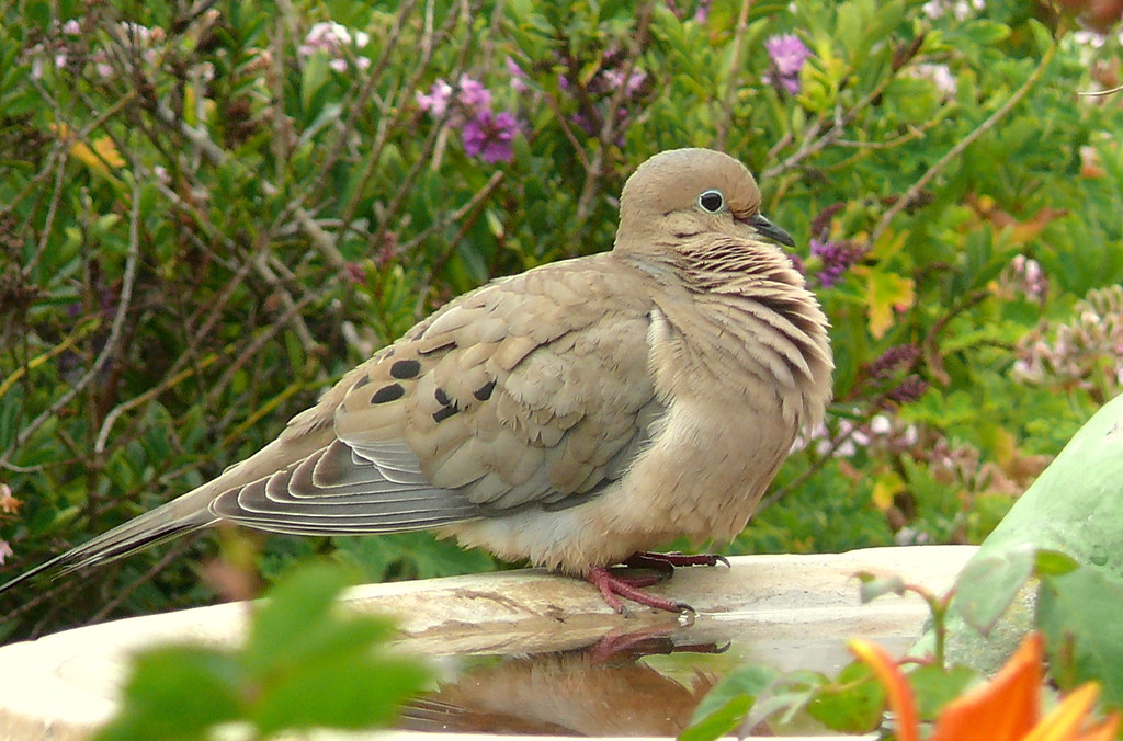 Mourning Dove Meaning