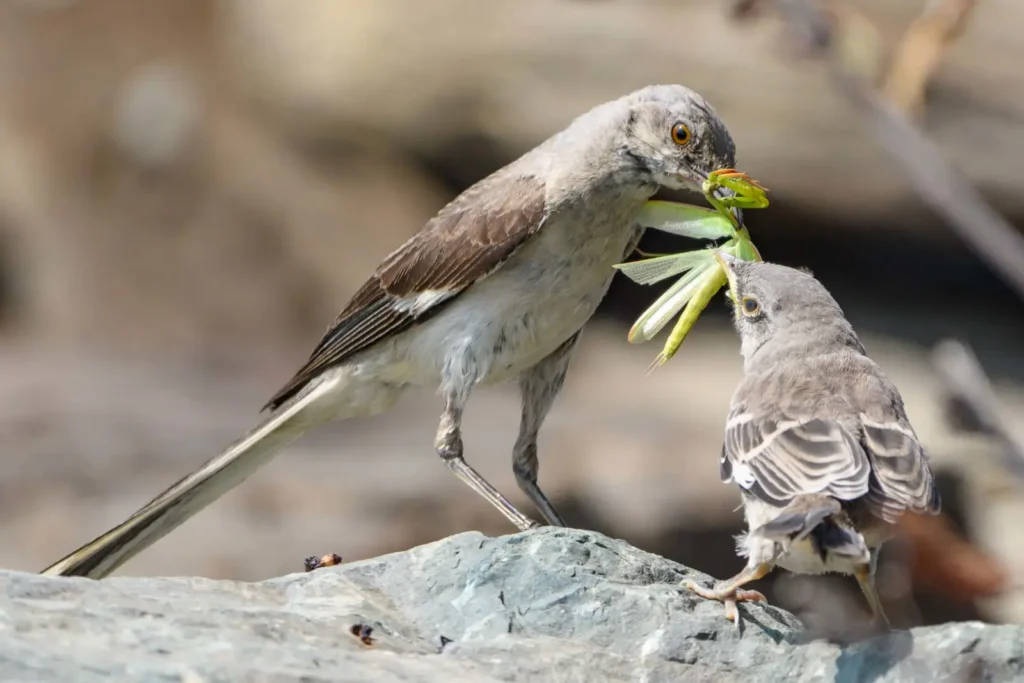 Northern Mockingbird (State Bird)