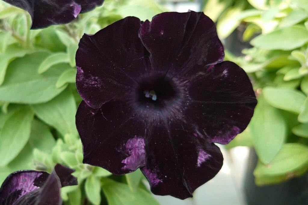 Petunia (Petunia spp.)