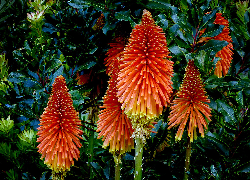 Red Hot Poker (Kniphofia)