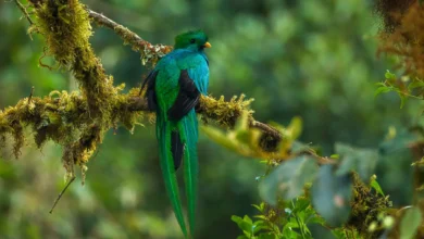 Resplendent Quetzal