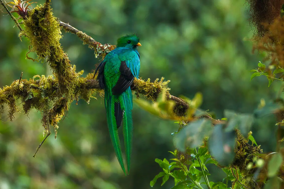 Resplendent Quetzal