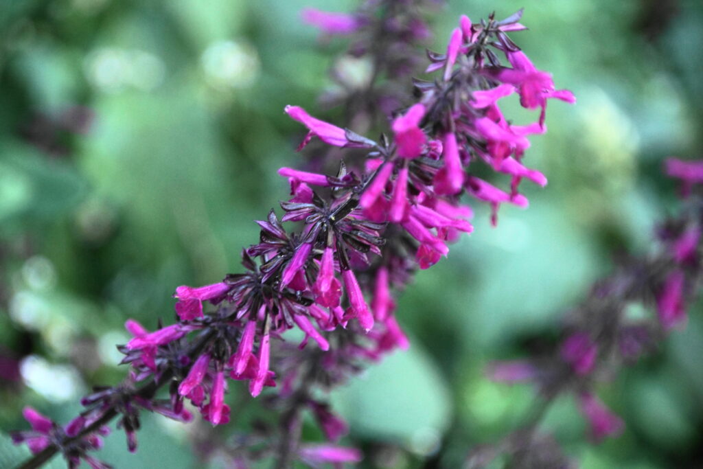 Salvia (Salvia spp.)