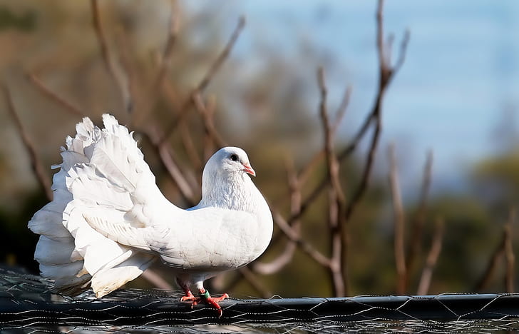 Attract Doves to Your Garden