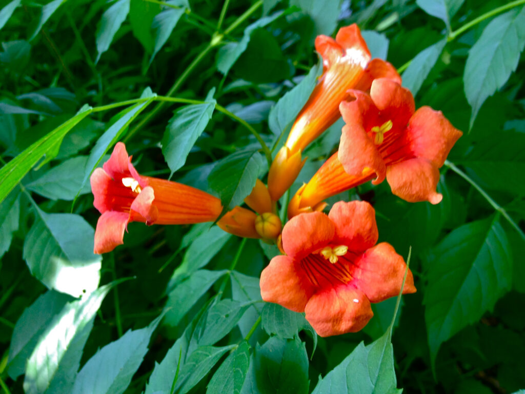 Trumpet Vine (Campsis radicans)