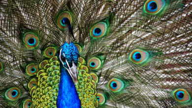 Types of Peacocks-Detailed Male vs Female Comparison