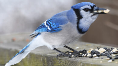 What do Blue Jays Symbolize