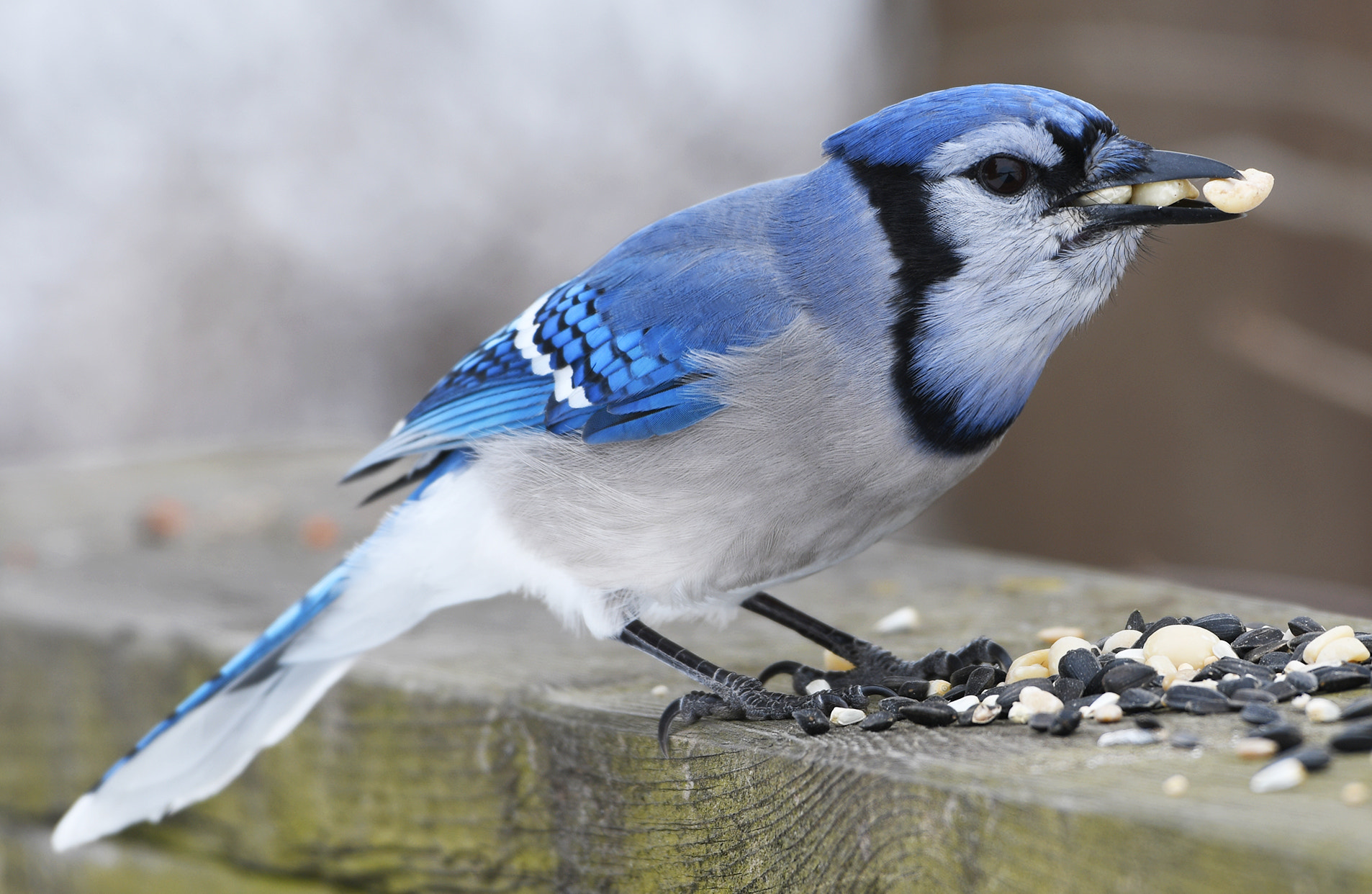 What do Blue Jays Symbolize