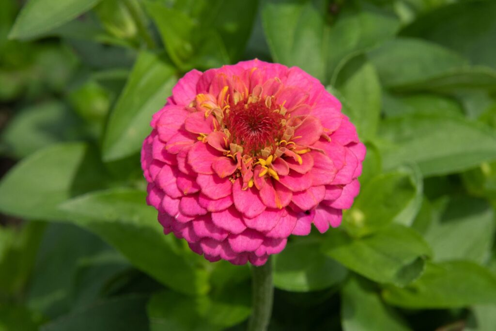 Zinnia (Zinnia elegans)