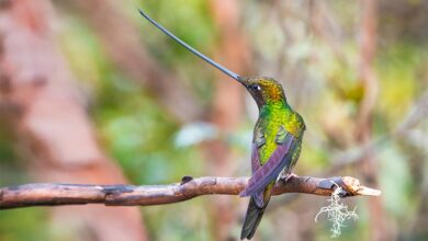 hummingbirds spiritual meaning