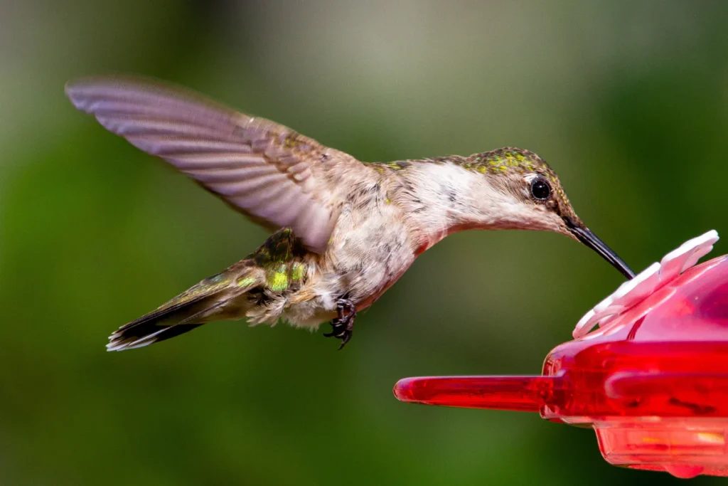 Spiritual Meaning of Hummingbirds