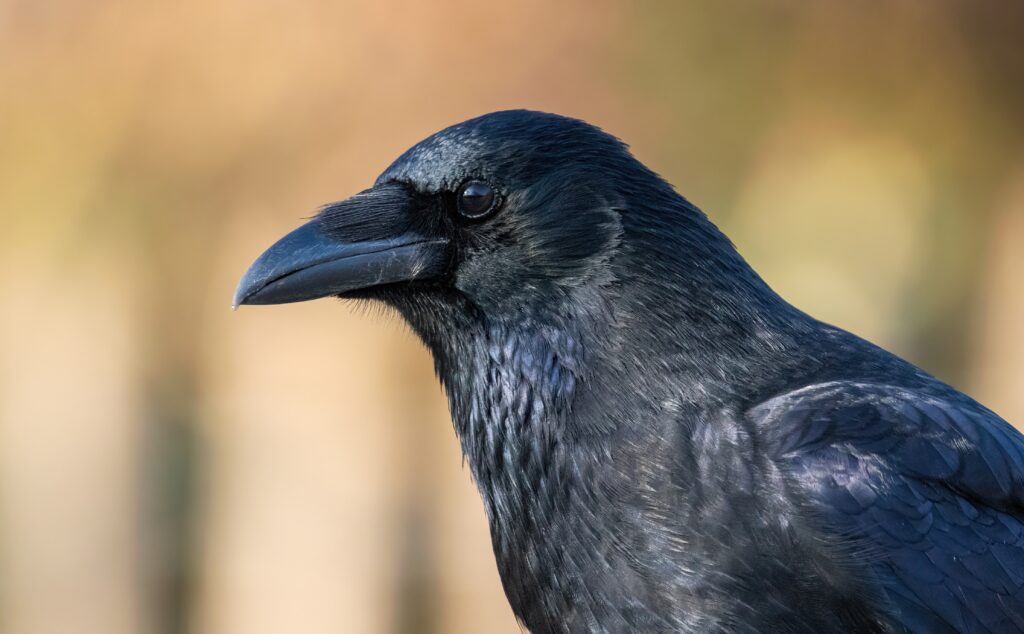 spiritual meanings of Crows