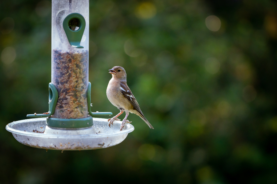 Best Location for Your Bird Feeder