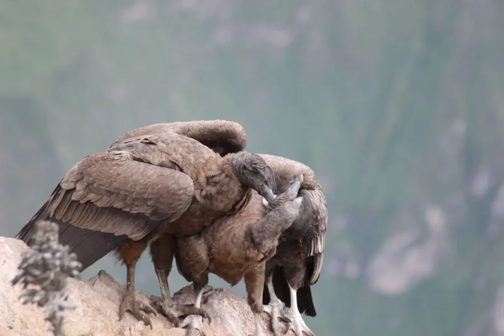 Andean Condor - The High Flier