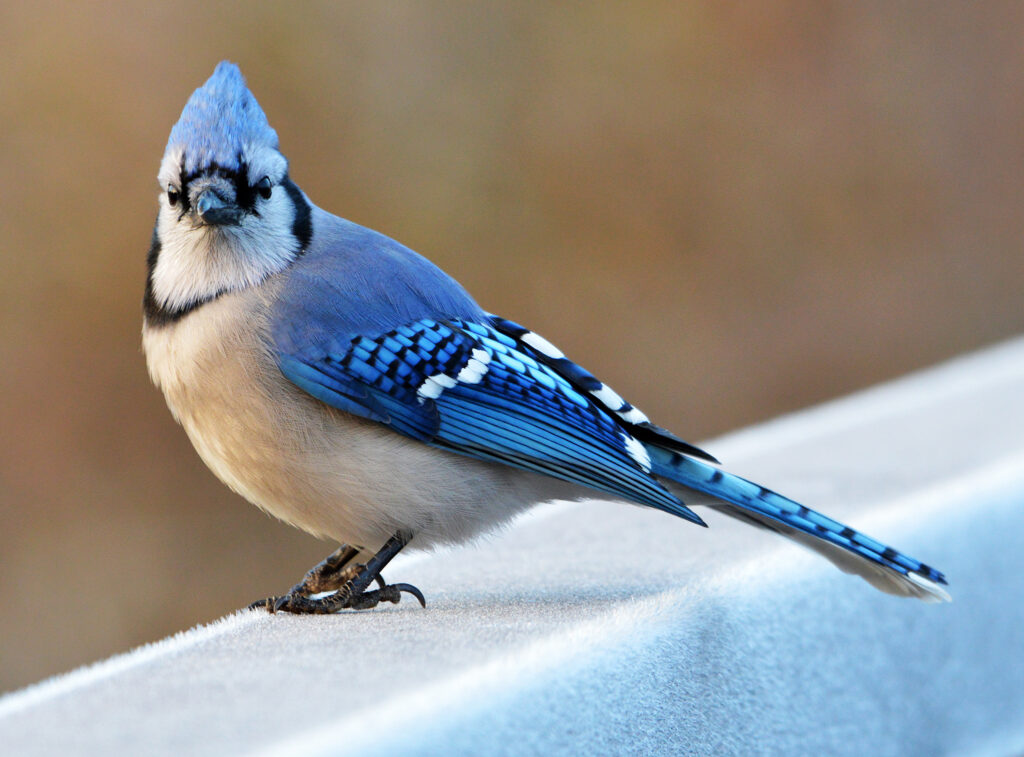 Blue Jay