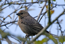 Brown-Headed Cowbird