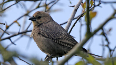 Brown-Headed Cowbird