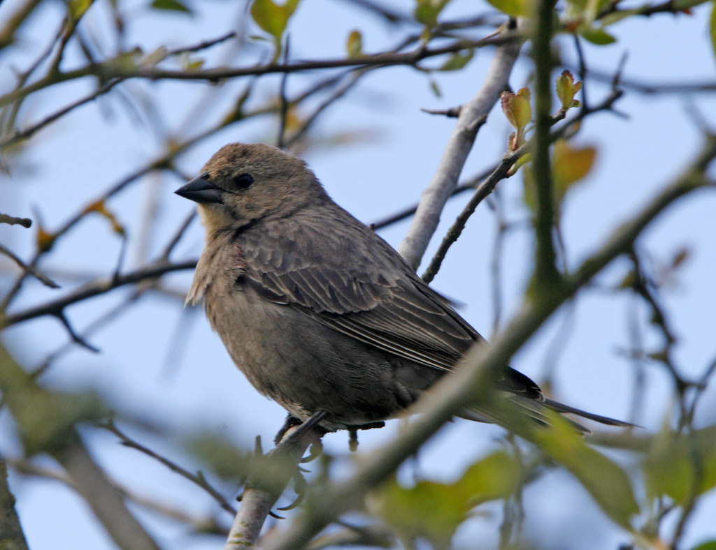 Brown-Headed Cowbird