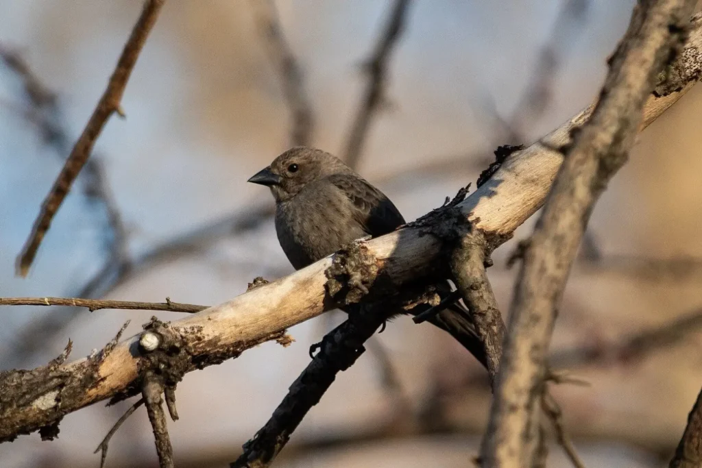 Fun Facts About Brown-Headed Cowbirds