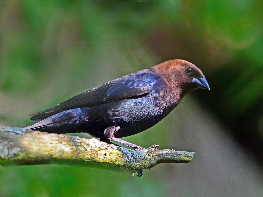 Breeding Behavior of Brown-Headed Cowbirds