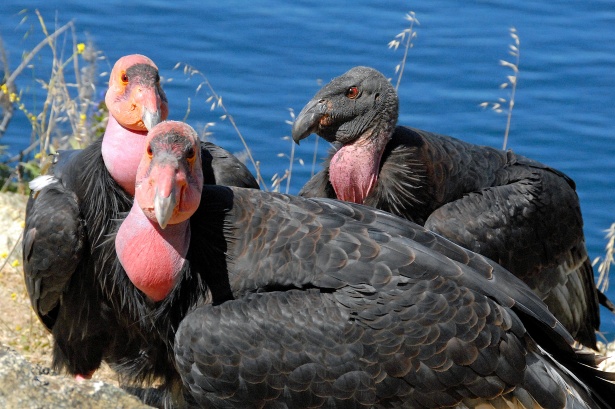 California Condor