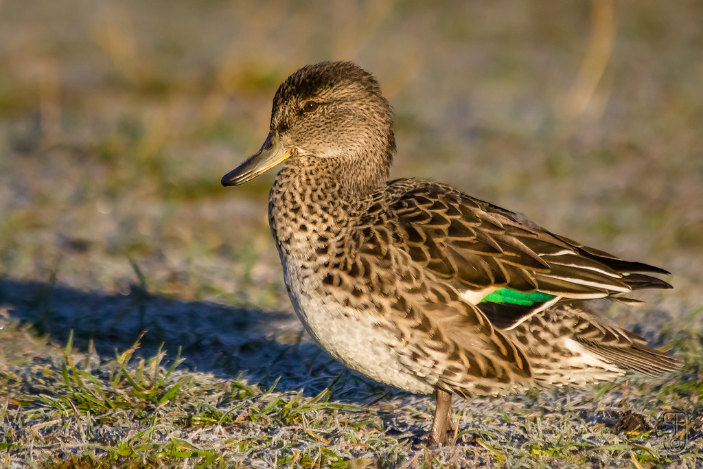 Common Teal (Anas crecca)