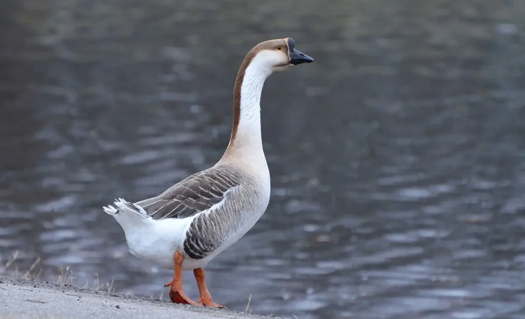 Difference Between a Duck And a Goose