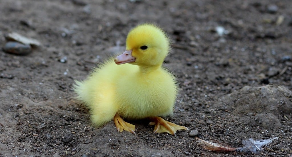 Difference Between a Duck And a Goose