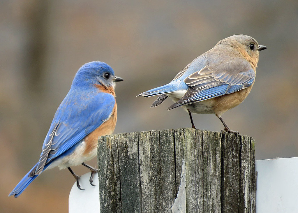 Eastern Bluebird