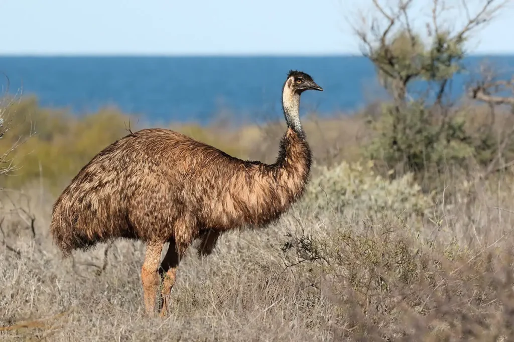 Emu - The Australian Giant