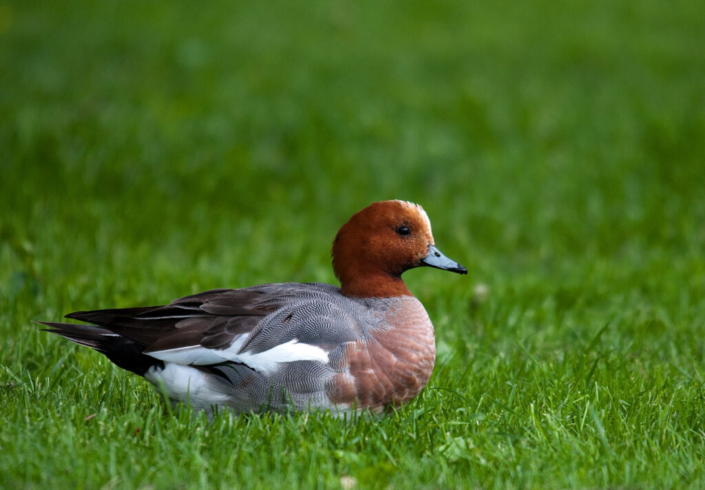 Eurasian Wigeon (Mareca penelope)