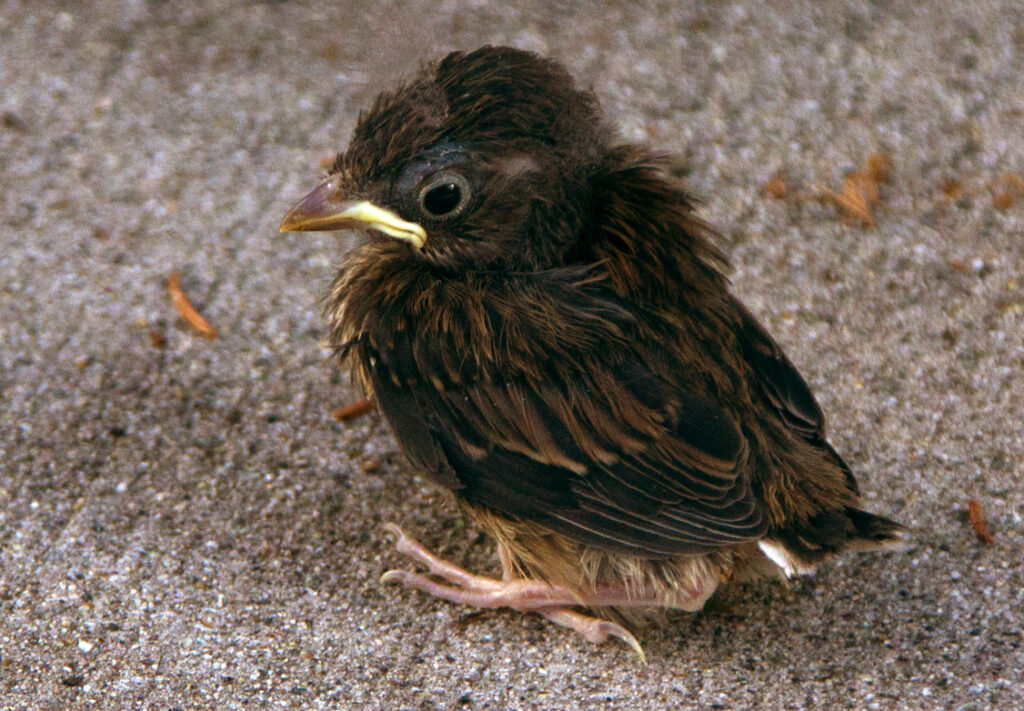 Fledgling Stage