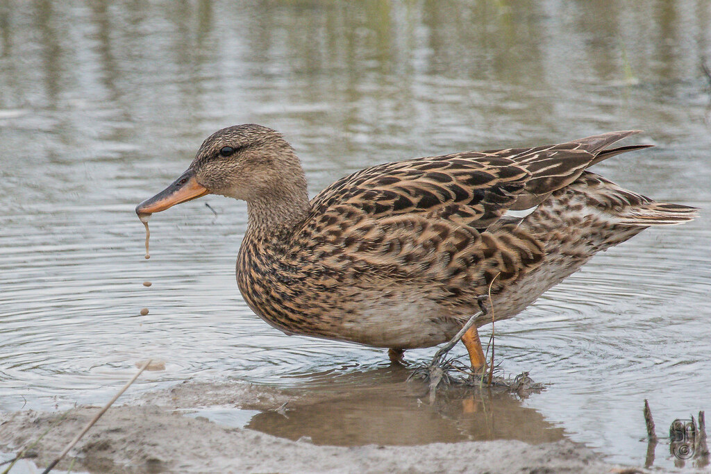 Gadwall (Mareca strepera)