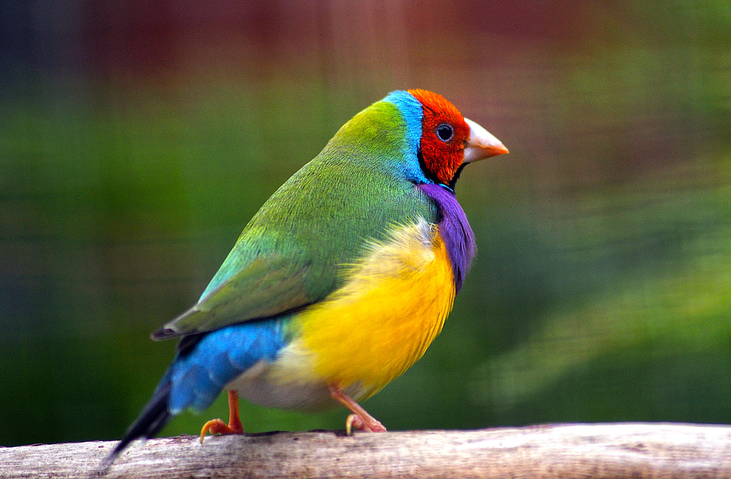 Gouldian Finch (Erythrura gouldiae)