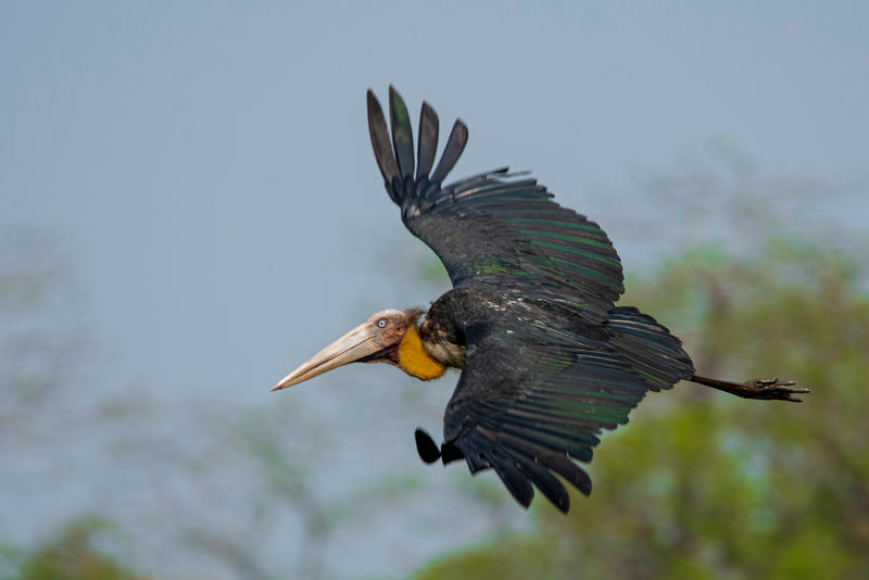 Greater Adjutant