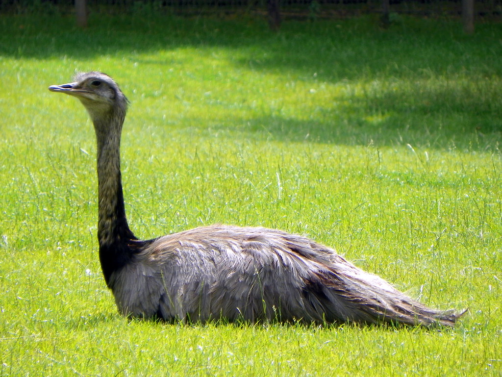 Greater Rhea - The South American Behemoth