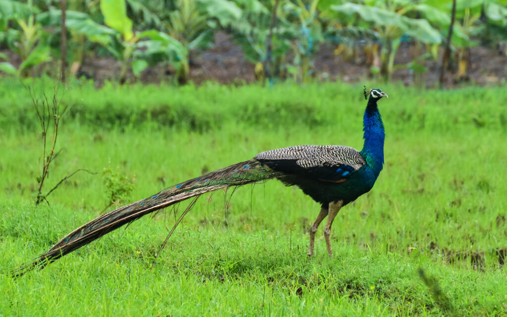 Indian Peafowl (Pavo cristatus)