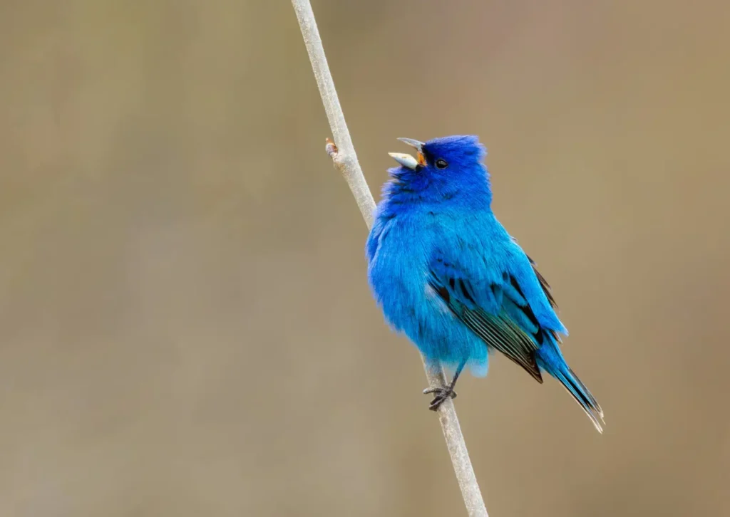 Indigo Bunting