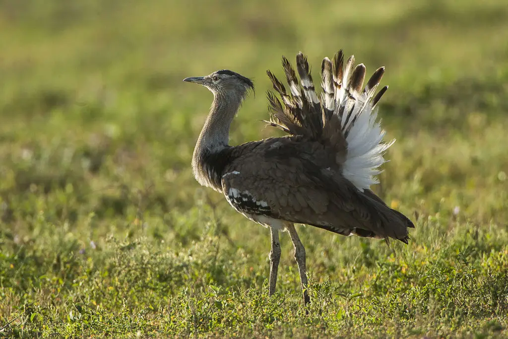 Kori Bustard - The Grounded Giant