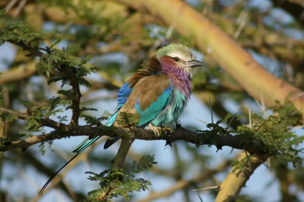 Lilac-breasted Roller (Coracias caudatus)