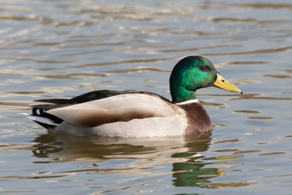 Mallard (Anas platyrhynchos)