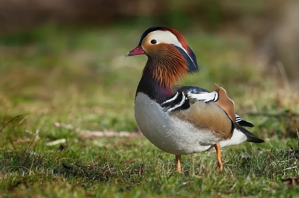 Mandarin Duck (Aix galericulata)