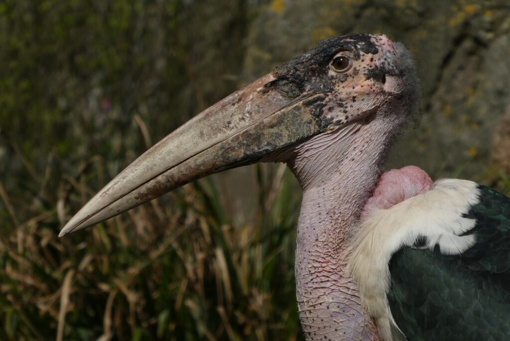 Marabou Stork