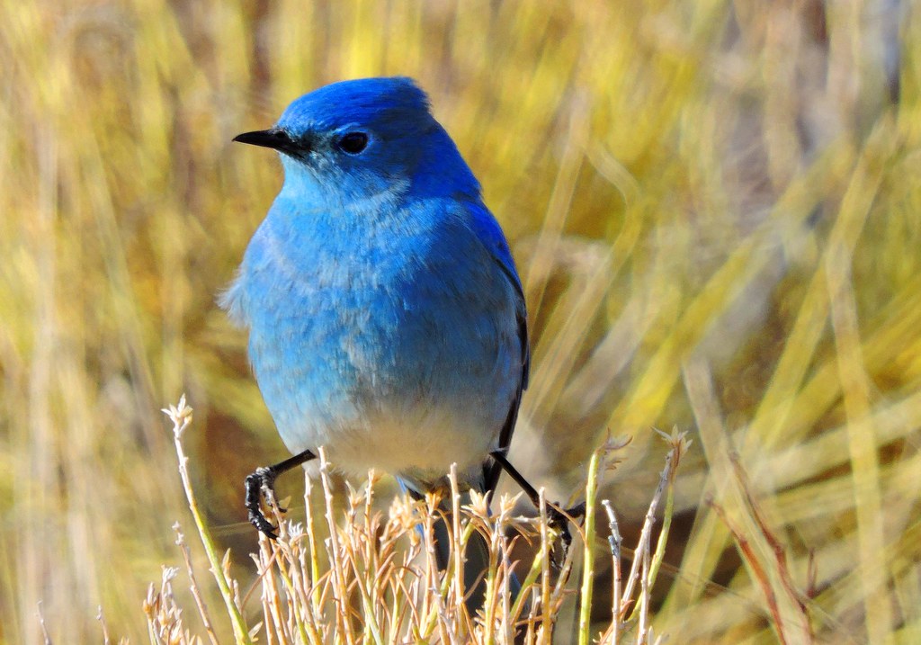 Mountain Bluebird