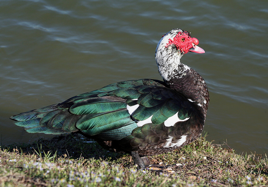 Muscovy Duck